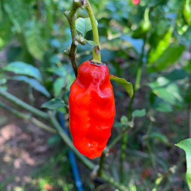 Komodo Dragon - Seeds - The Pepper Pantry (Formerly Marie Sharp's)